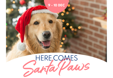 Santa Paws is Back!